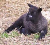 natural colored Coopworth lamb